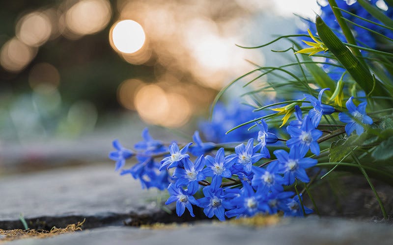 Beauty Of Bokeh.