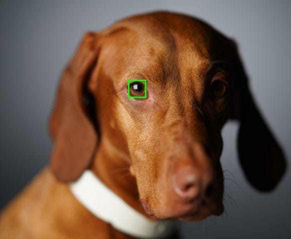 Real Time Eye AF With Animal Eye Tracking.