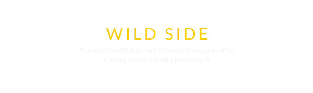 Wildlife Photography