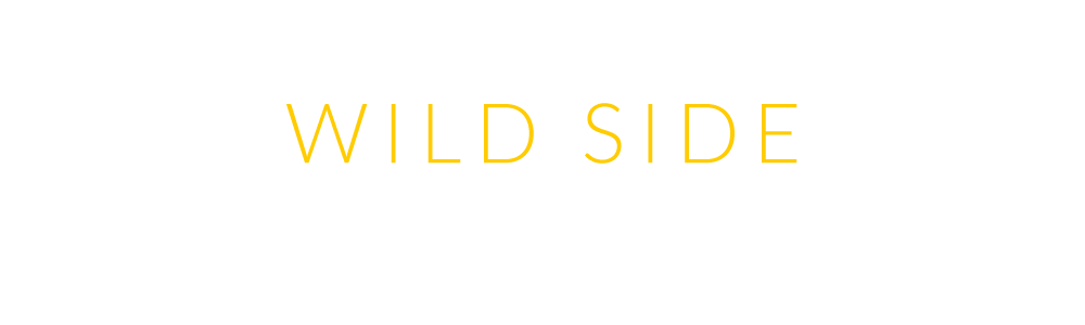 Wildlife Photography