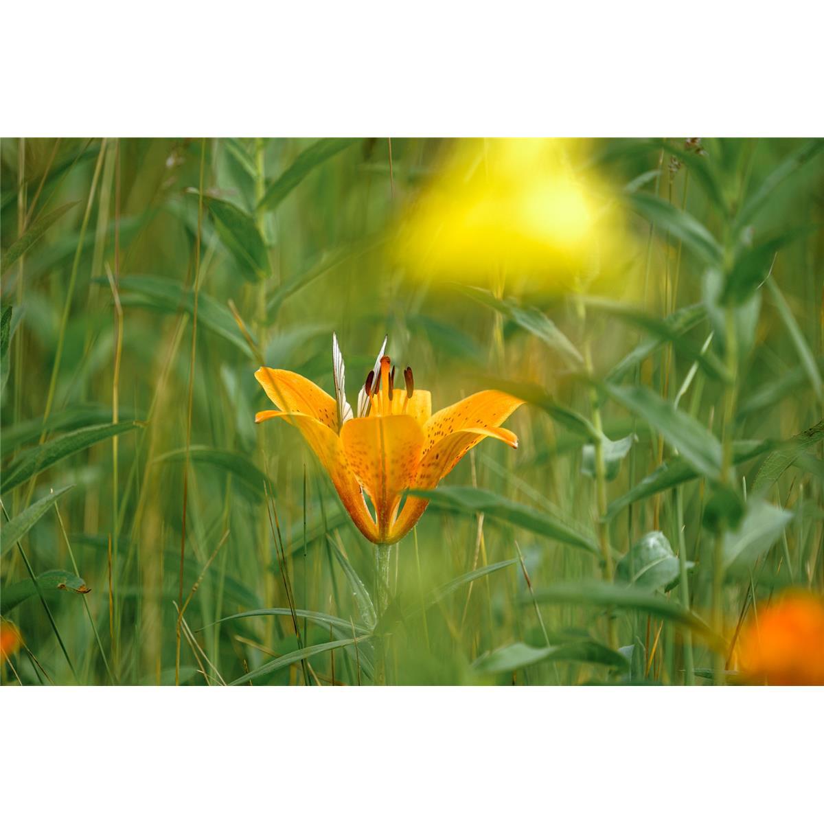 Outstanding Build Quality Optimized For Telephoto Photography.