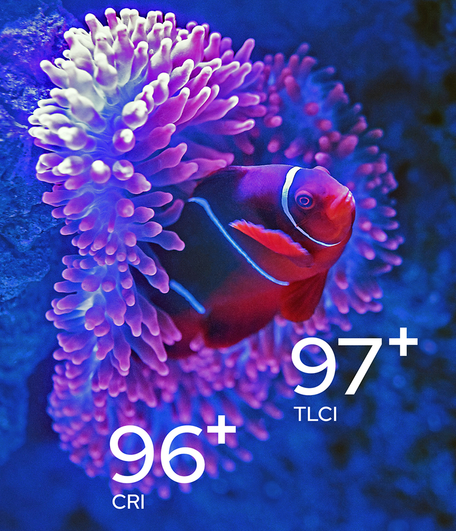 Excellent Color Fidelity