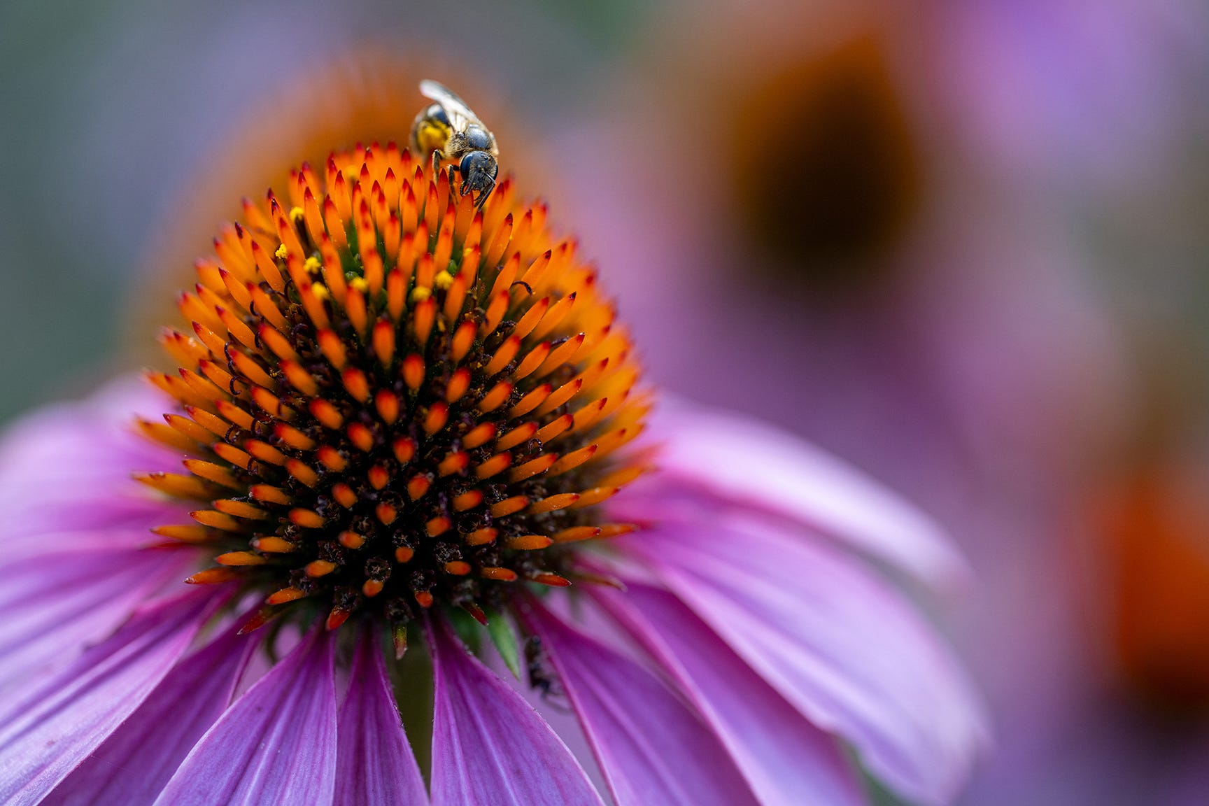 Get that dreamy bokeh