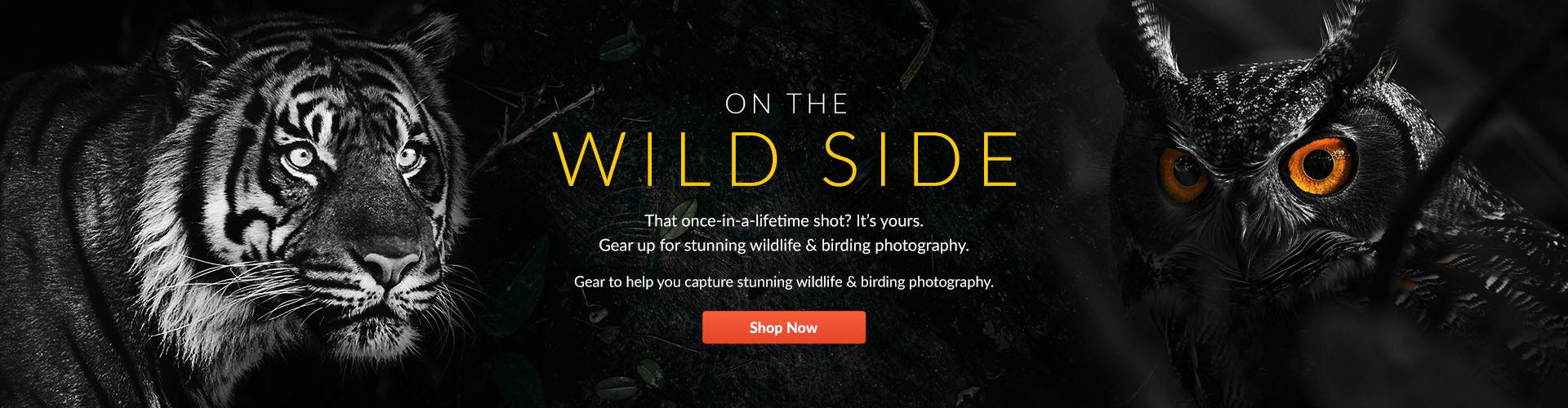 Wildlife Photography