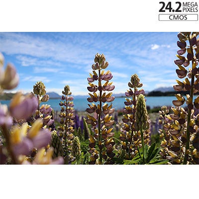 24.2 Megapixel CMOS (APS-C) Sensor