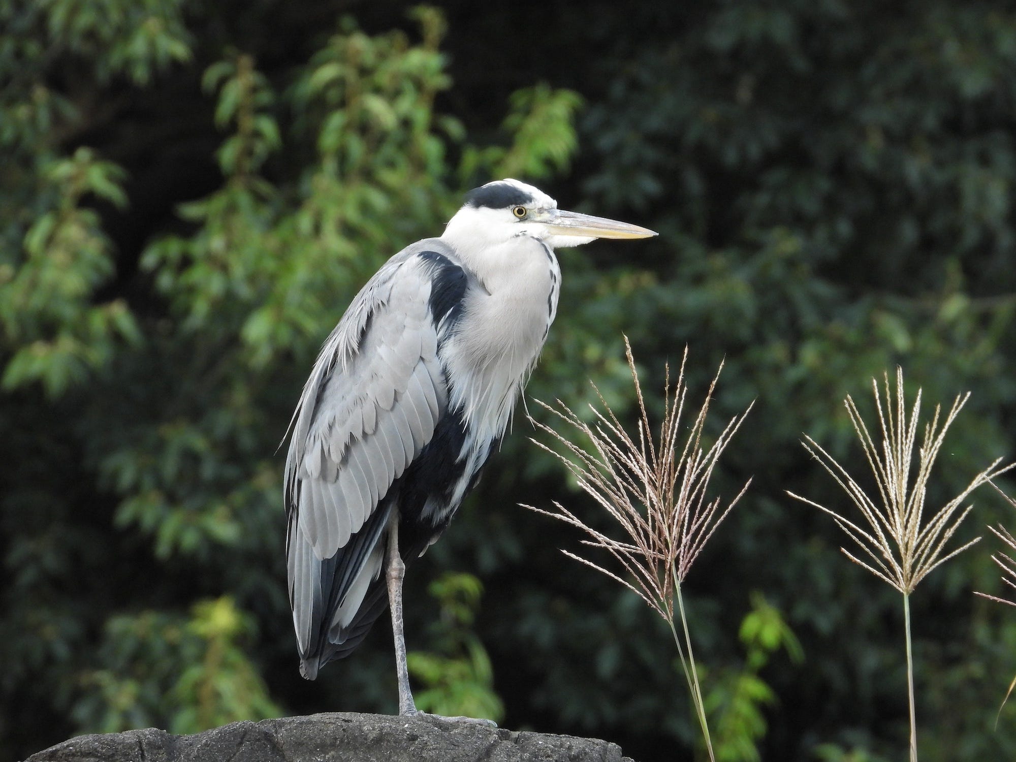 Easy Bird-Watching Mode