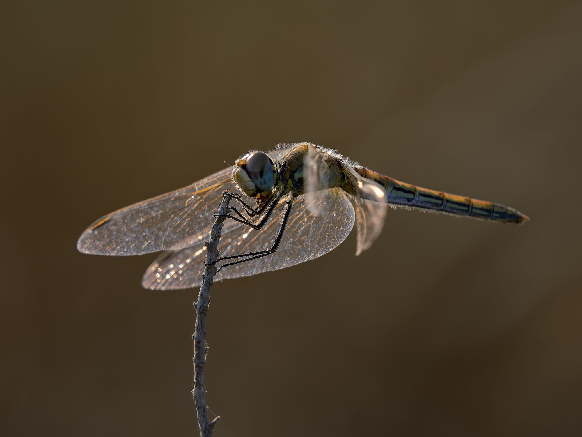 Magnify details with 0.57x max. magnification