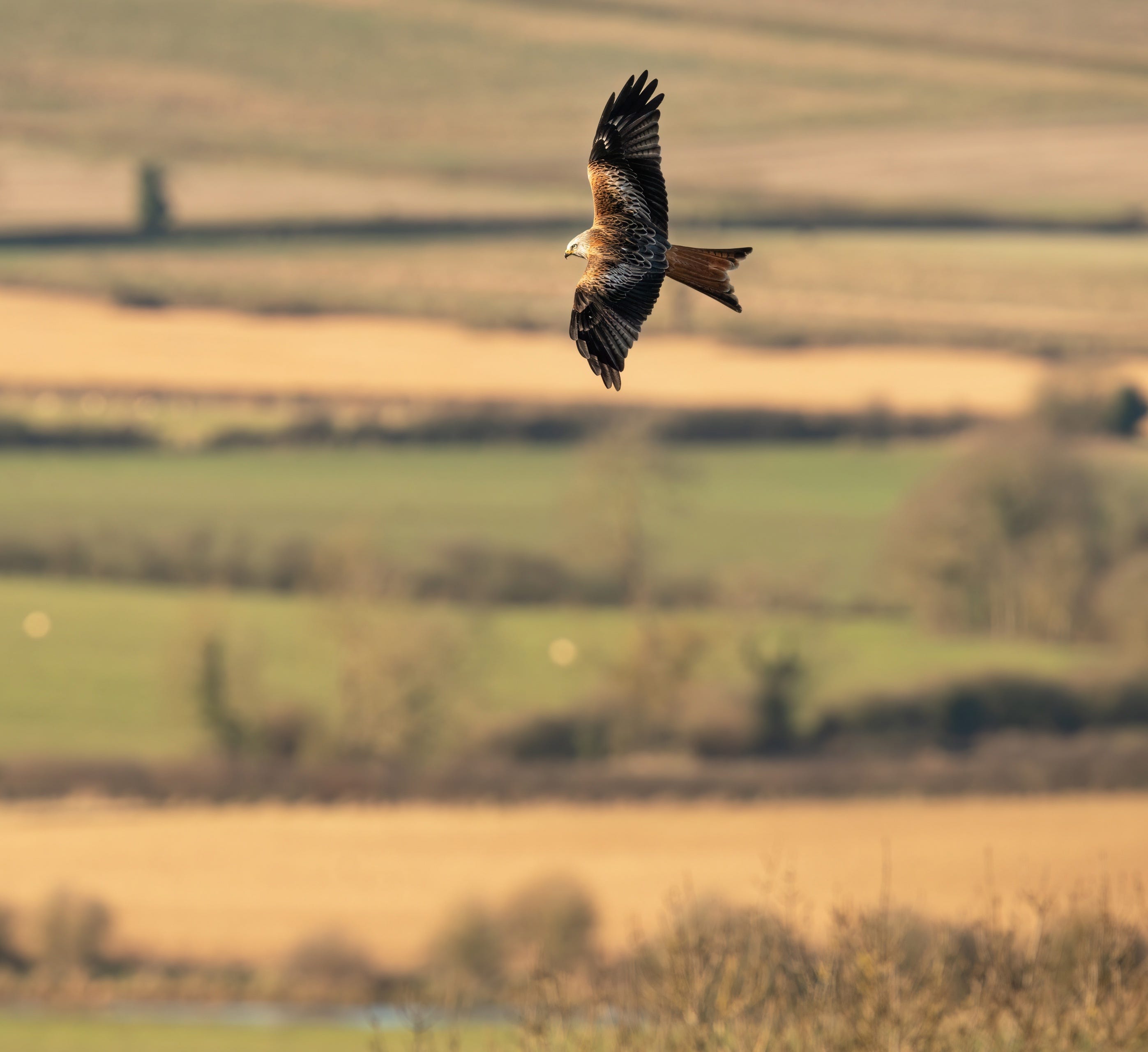 Sigma 300-600mm lens supports high-speed autofocus