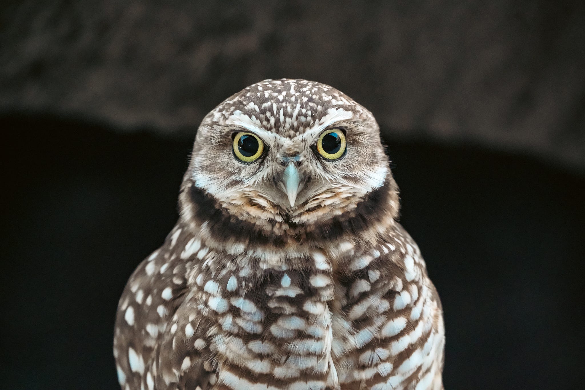 Sony FE 400-800mm lens offers remarkable close-up capability for a super-telephoto zoom