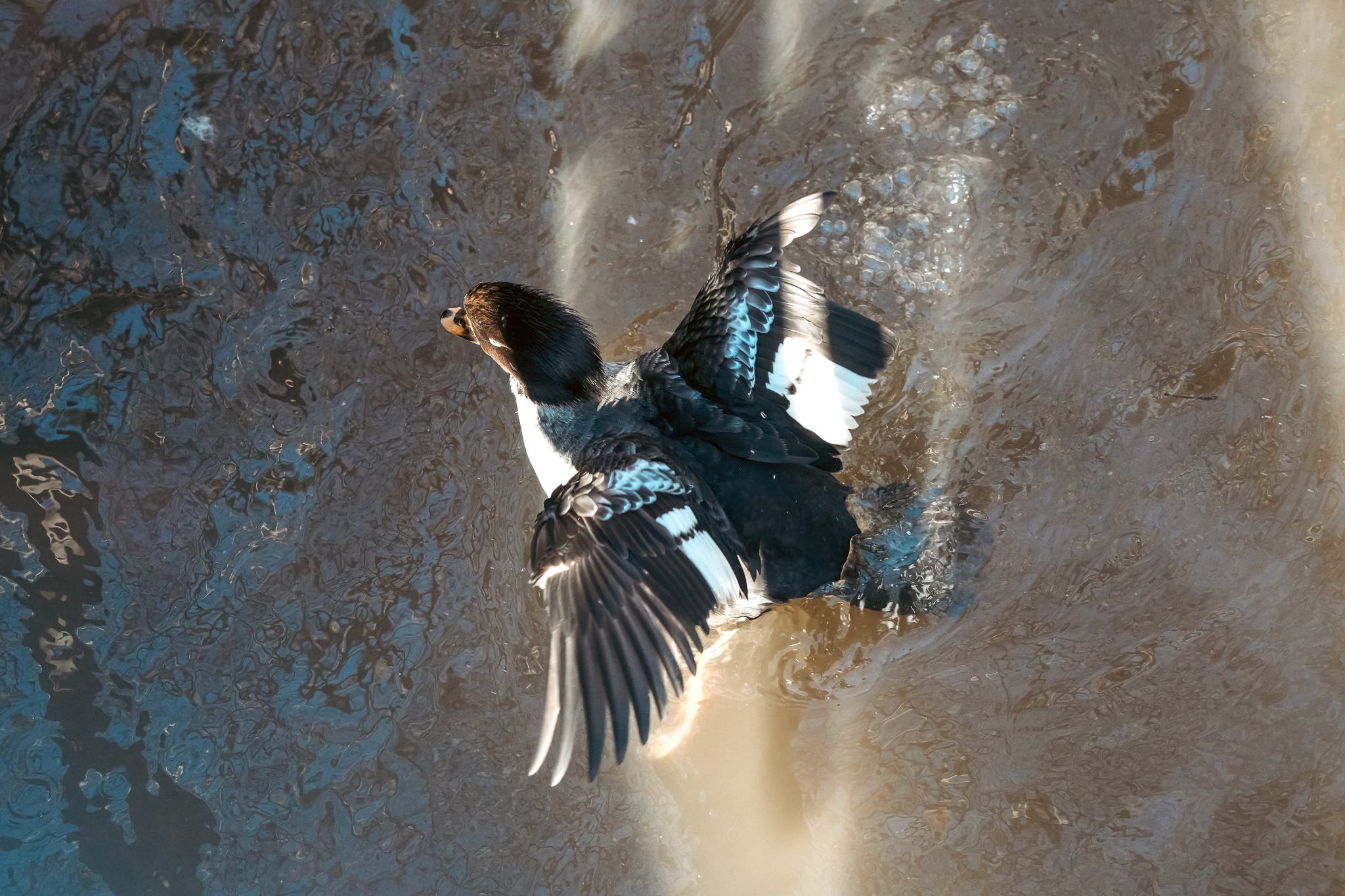 Sony FE 400-800mm lens supports 120 fps burst shooting