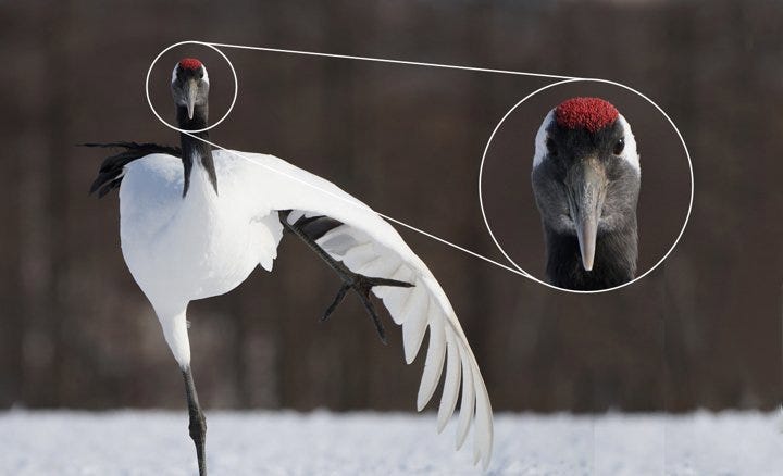 Sony FE 100-400mm F4.5-5.6 GM OSS 2 fe