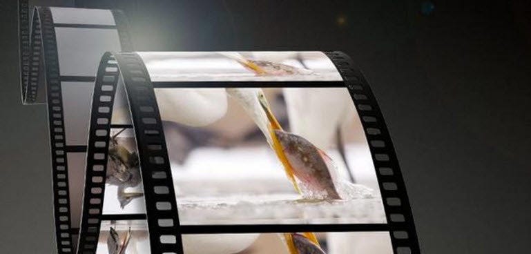 Video Support
