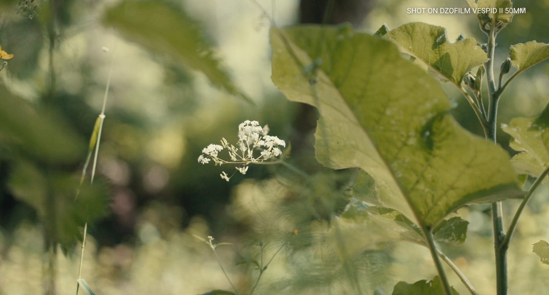 DZOFILM Vespid2 Lens deep immersion