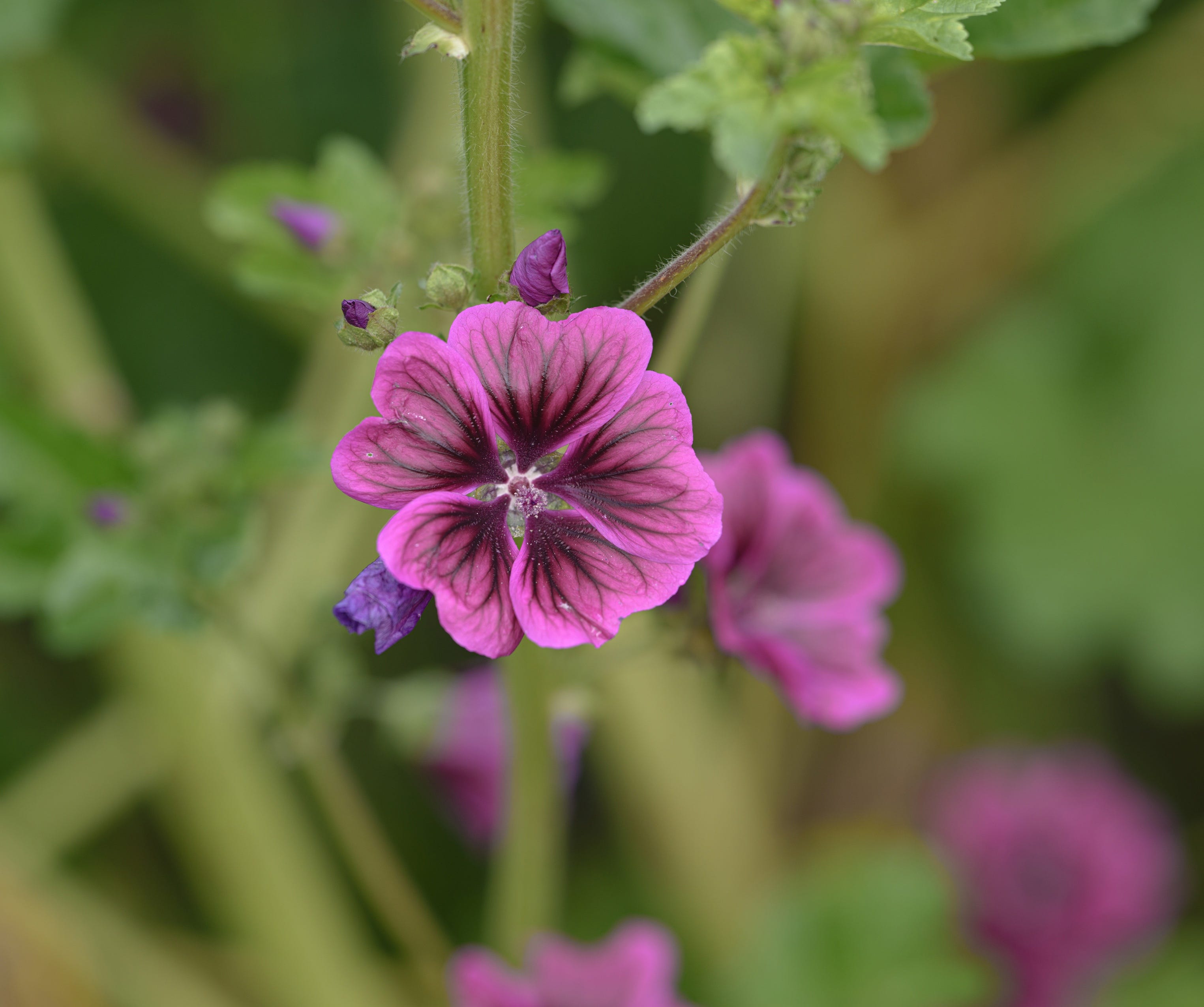 Sigma 135mm F1.4 DG high-speed AF
