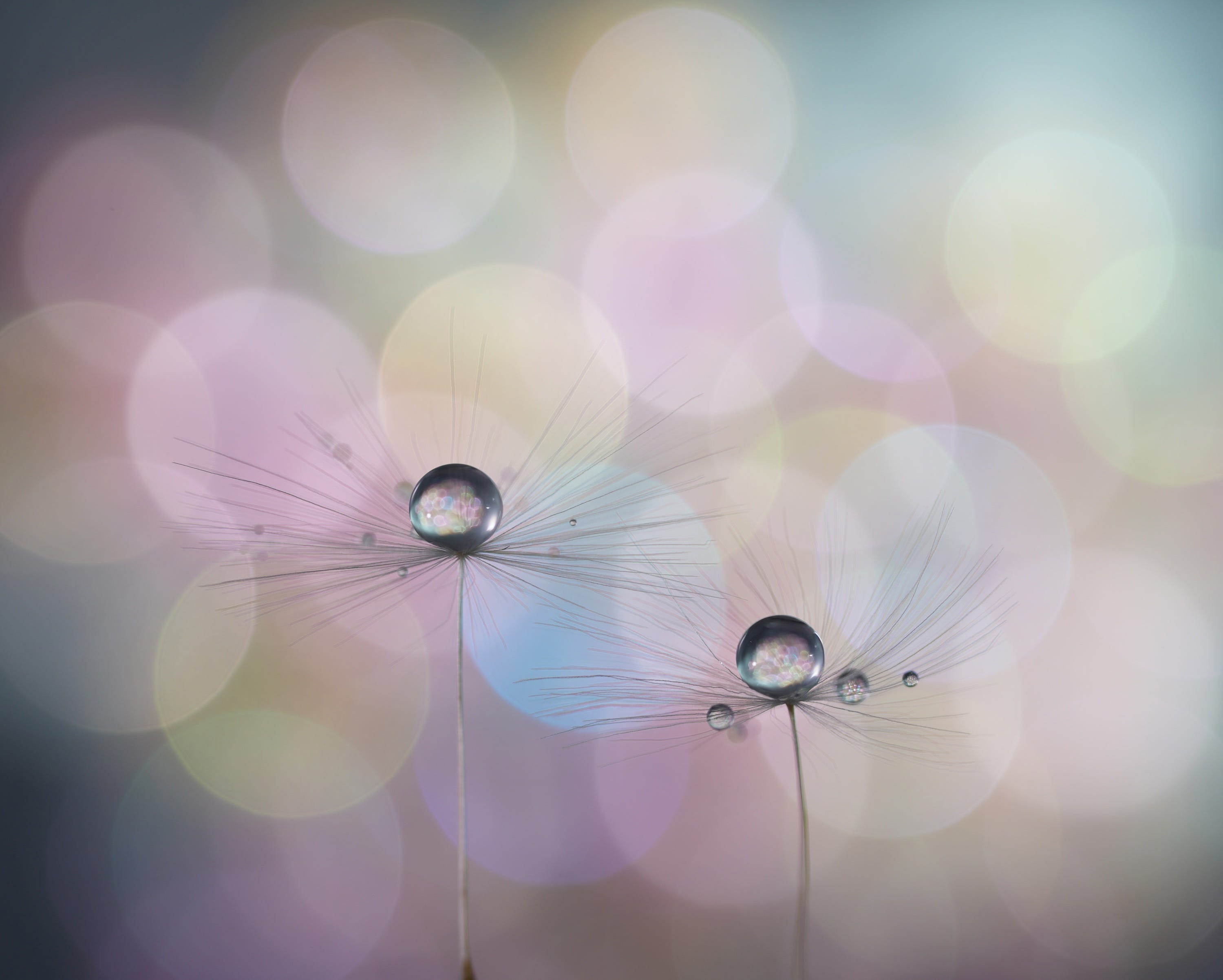 Sony FE 100mm Macro Lens bokeh