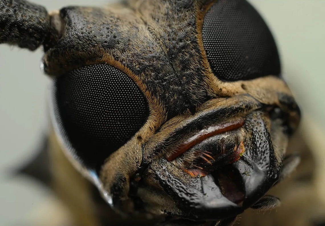 Sony FE 100mm Macro Lens magnification