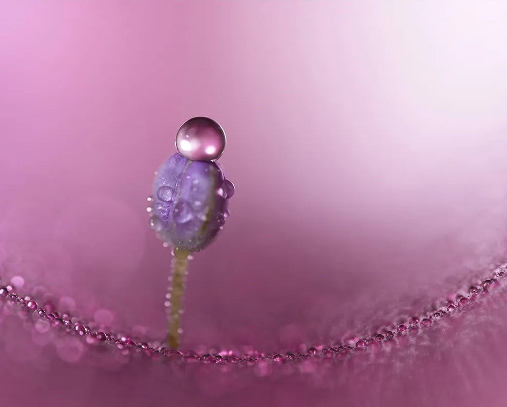 Sony FE 100mm Macro Lens ratio