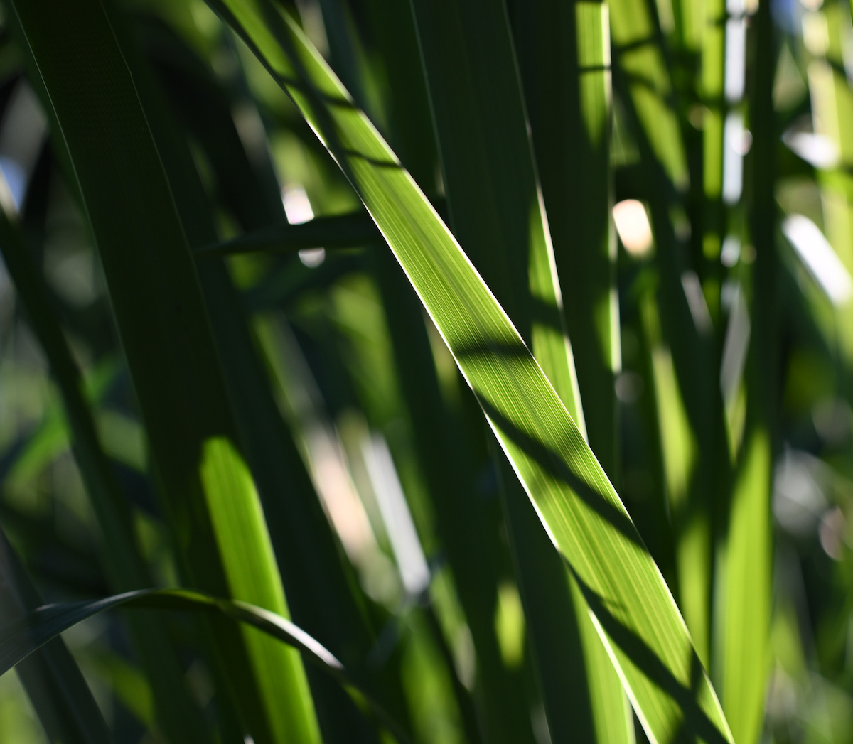 Nikon NIKKOR Z DX MC 35mm Lens bokeh