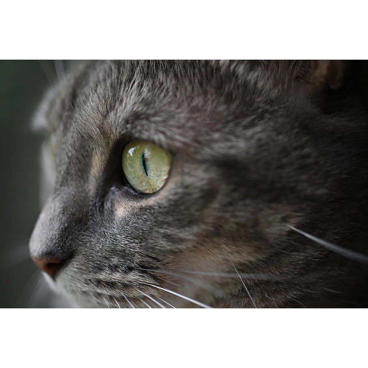 Nikon NIKKOR Z DX MC 35mm Lens AF