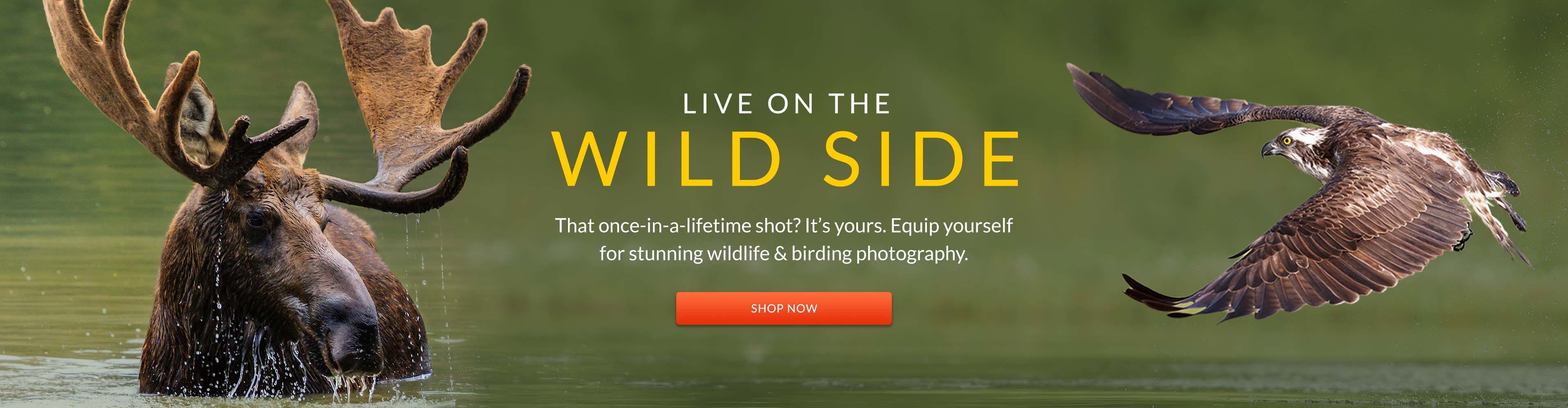 Wildlife Photography