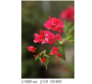 Canon’s First 85mm L-series Lens with IS Capability.