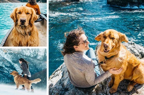 Pet Photography