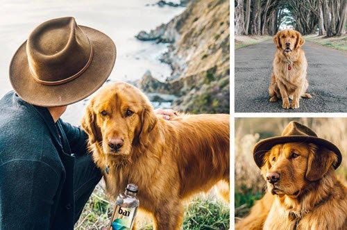 Pet Photography