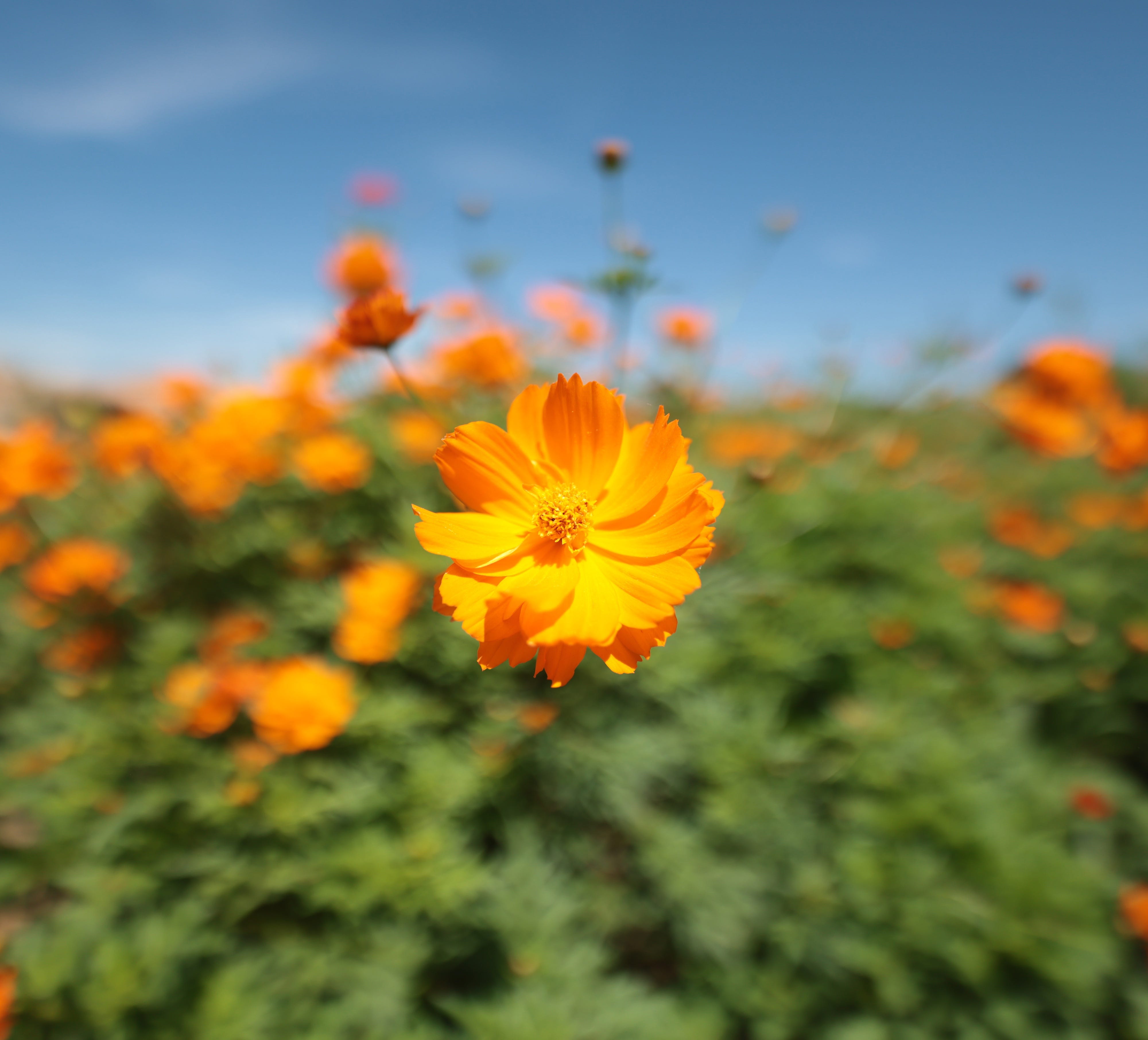 Canon RF 14mm VCM Lens get closer