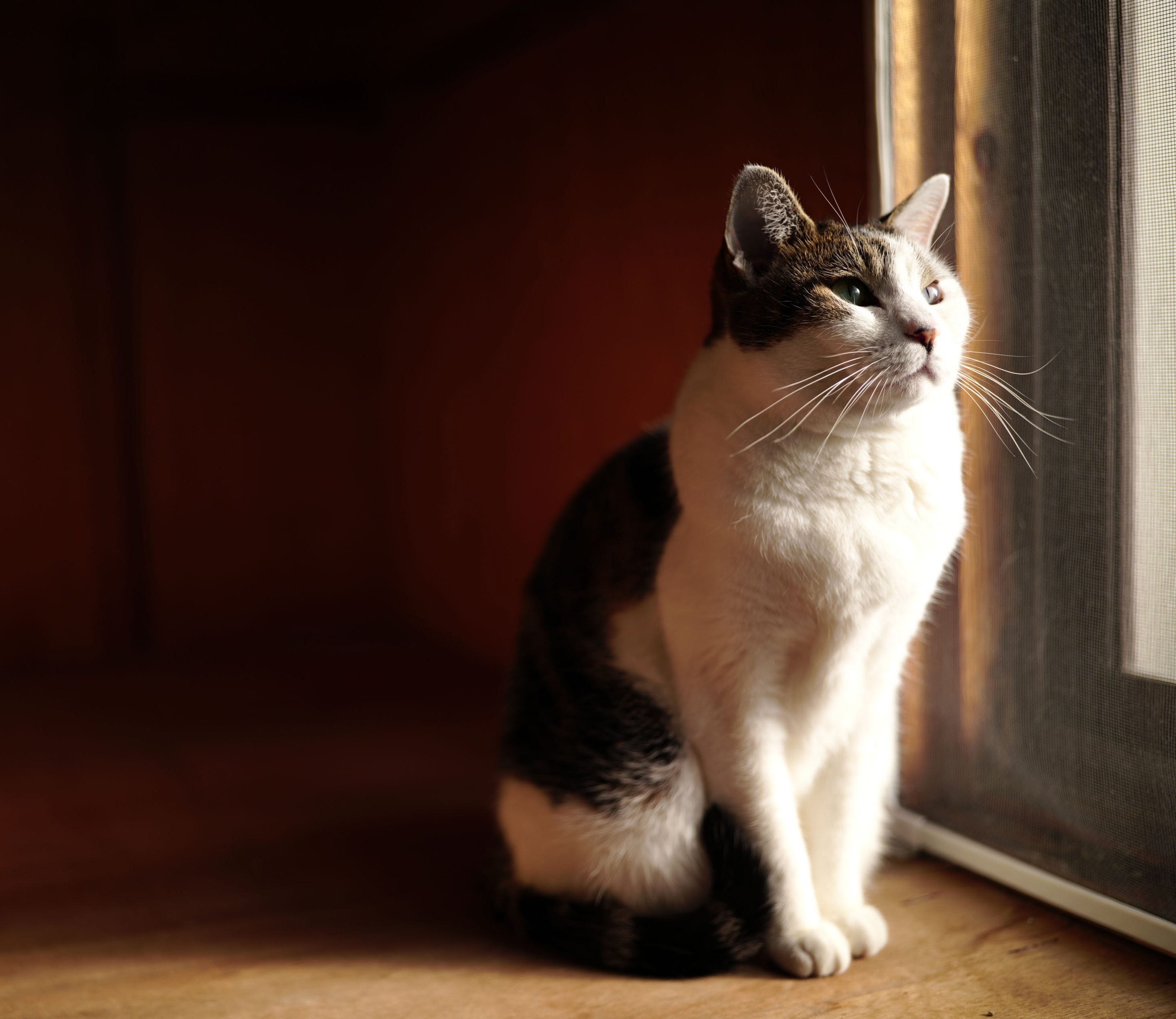 Sigma 35mm lens bokeh