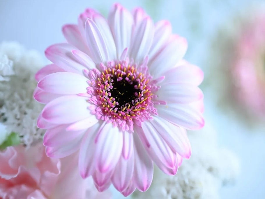 NIKKOR Z 70-200mm lens sharp focus