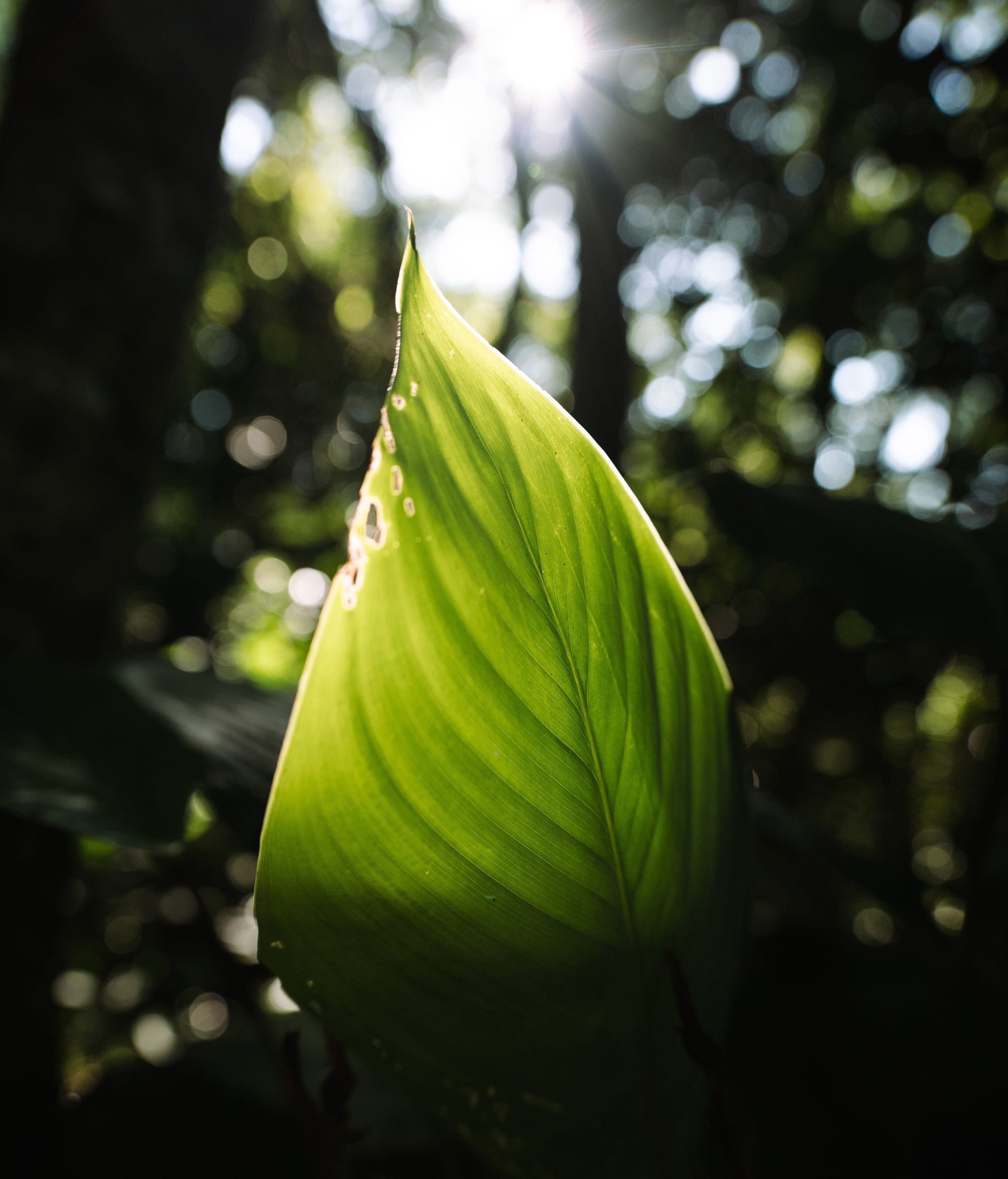 Thypoch Voyager 24-50mm Lens bokeh