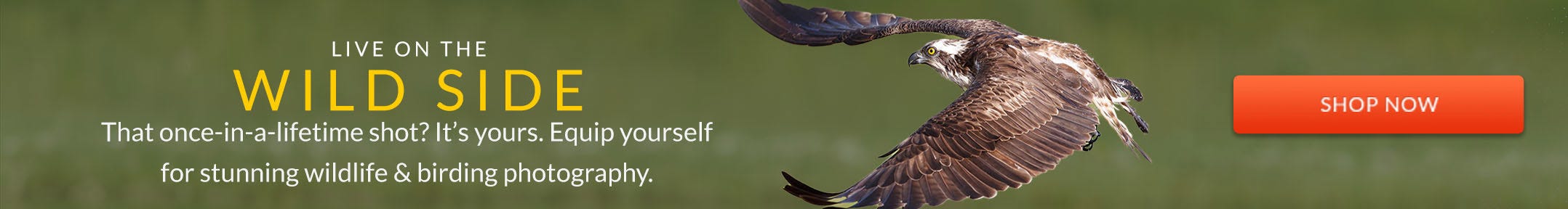 Wildlife Photography