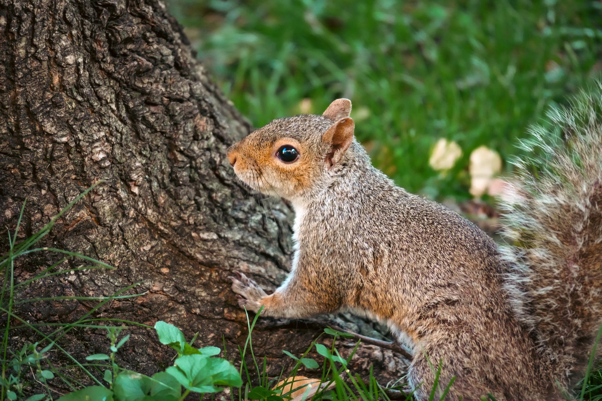 Sony FE 100-400mm capture detailed images