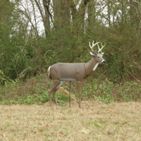 Bushnell Scar Deer Decoy Picture