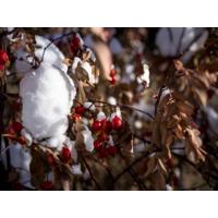 Hasselblad 72mm Double-Sided Nano Coating 3-Stop ND8 Filter