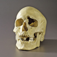 Safariland Plastic Skull with  Picture