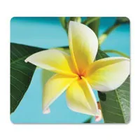 Fellowes Recycled Optical Mous Picture