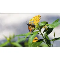 NEC UN492S-TMX9P 49" Ultra Nar Picture