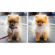 Adobe Photoshop Elements 2022: Picture 6 thumbnail