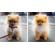Adobe Photoshop Elements W/M: Picture 2 thumbnail