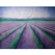 Belle Drape Painted Muslin Background: Picture 2 thumbnail