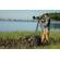 Benro GH2F: Picture 7 thumbnail