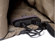 BirkSun Levels 4.5 Watt Solar Backpack, Black: Picture 4 thumbnail