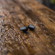 Bose QuietComfort Earbuds II: Picture 33 thumbnail