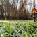 Bushnell Brassica Mix: Picture 5 thumbnail
