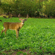 Bushnell Brassica Mix: Picture 6 thumbnail