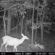 Bushnell Sweet Spot Blend: Picture 6 thumbnail