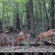 Bushnell Red Zone: Picture 3 thumbnail
