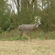 Bushnell Scar Deer Decoy: Picture 2 thumbnail