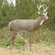 Bushnell Scar Deer Decoy: Picture 3 thumbnail